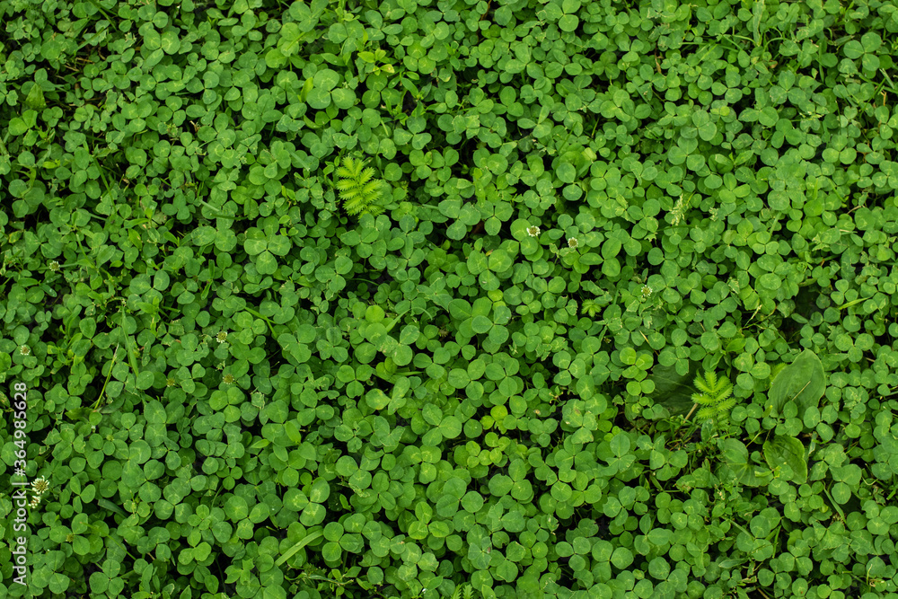 background shot of leafy greesn fresh grass lawn background shot of leafy greesn fresh grass lawn