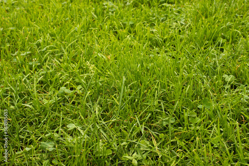background shot of leafy greesn fresh grass lawn