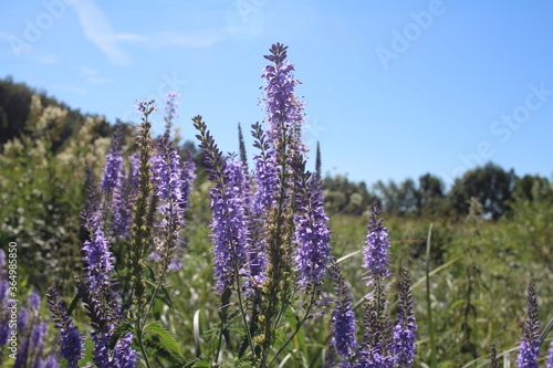 purple flowers in a field of green grass in summer