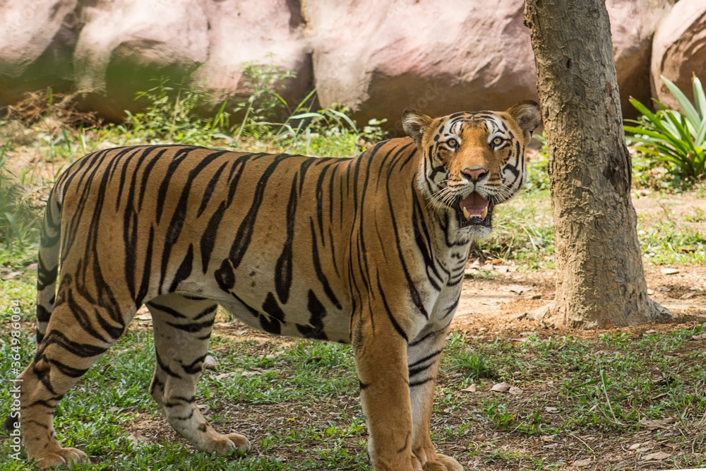 Obraz premium tiger in the zoo