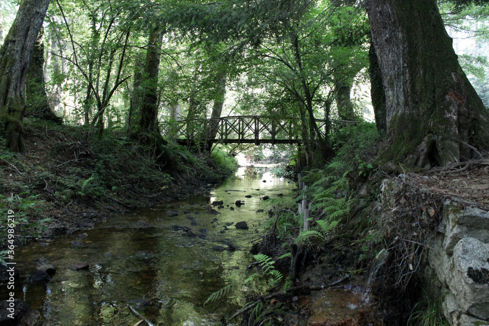 stream in the forest