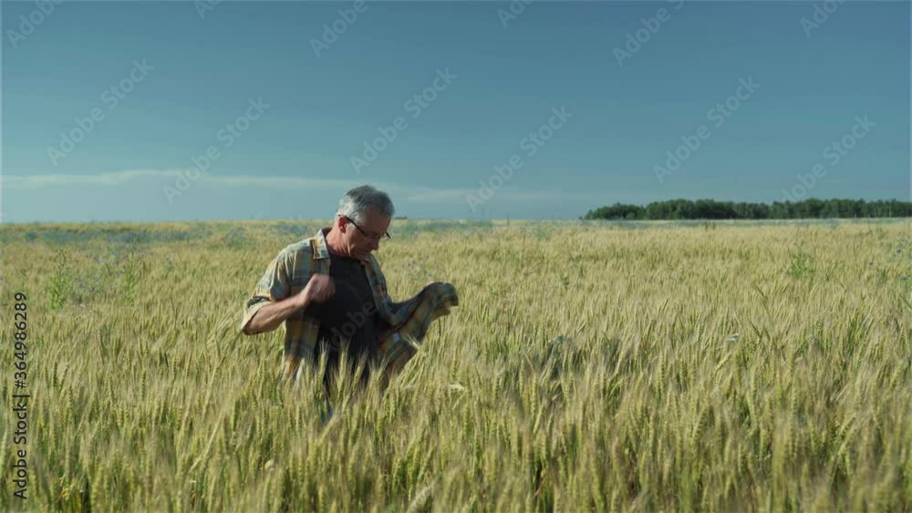 An agronomist or farmer walks through an agricultural field. An agronomist or farmer walks through an agricultural field.