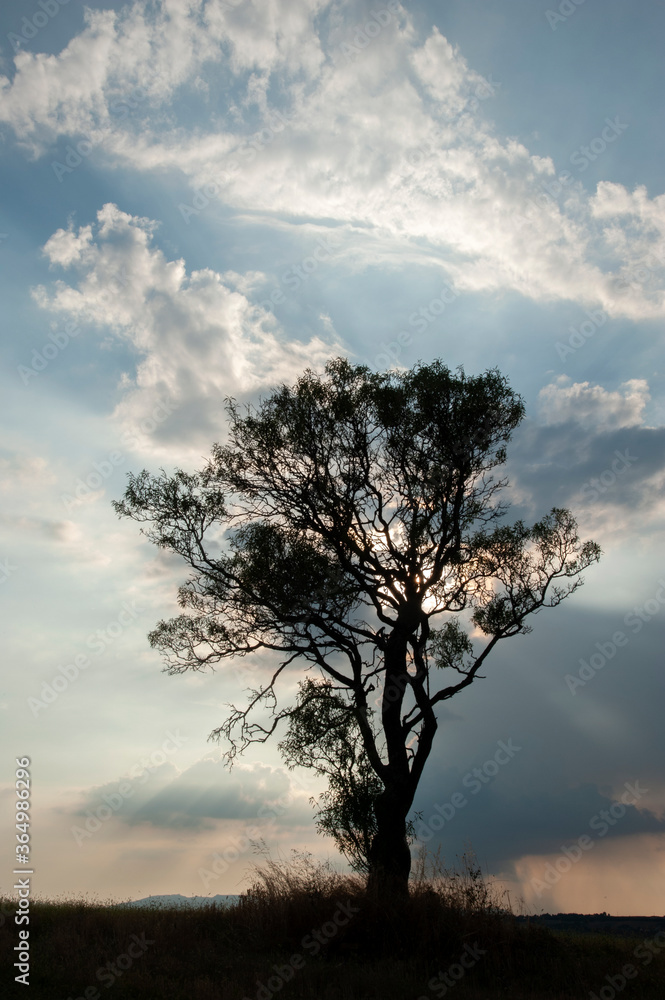 Landscape with lonely tree dramatized by clouds at sunset