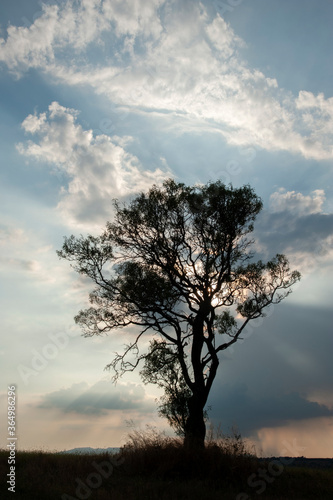 Landscape with lonely tree dramatized by clouds at sunset