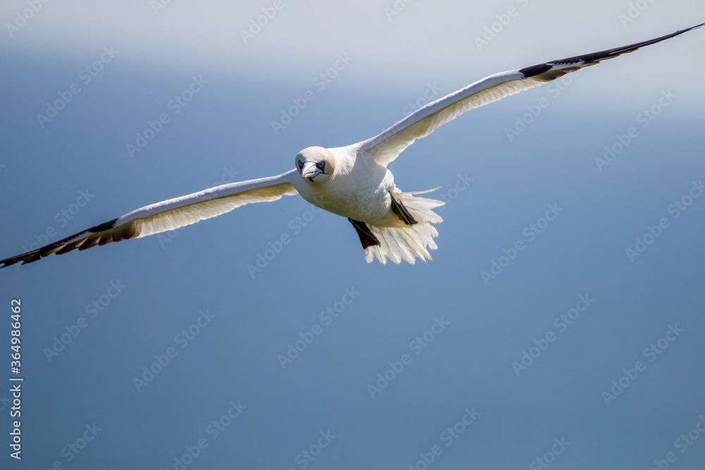 Northern Garnet flying against a blue sky at Bempton Cliffs North Yorkshire,UK Northern Garnet flying against a blue sky at Bempton Cliffs North Yorkshire,UK