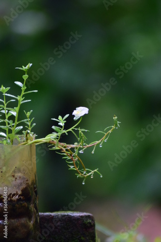 white flower in a plant