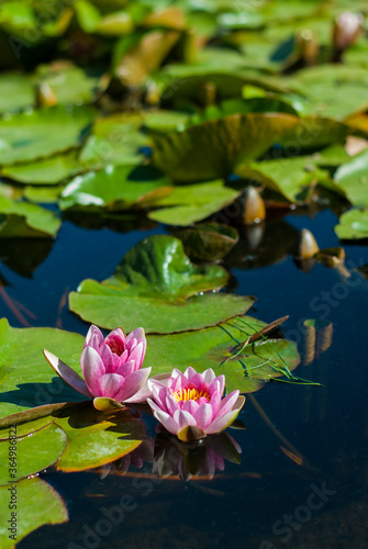 Pink water lilies on water. White and pink flowers with big green leaves floating in the lake.