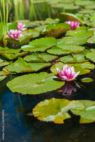 Pink water lilies on water. White and pink flowers with big green leaves floating in the lake.