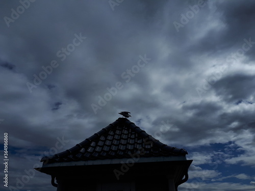 A silhouette of a sea bird getting ready to fly - Oslo, Fornebu  photo