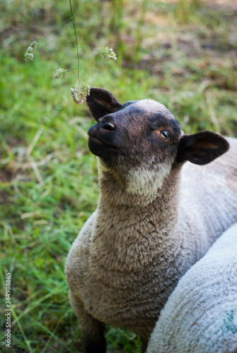 A sheep eats grass close-up. Portrait of a sheep on the background of green grass.