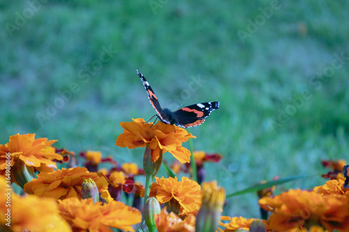 butterfly on a flower