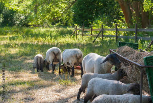 Several sheep eat hay on the farm on a sunny day. Sheep eat and graze on the farm near the fence.