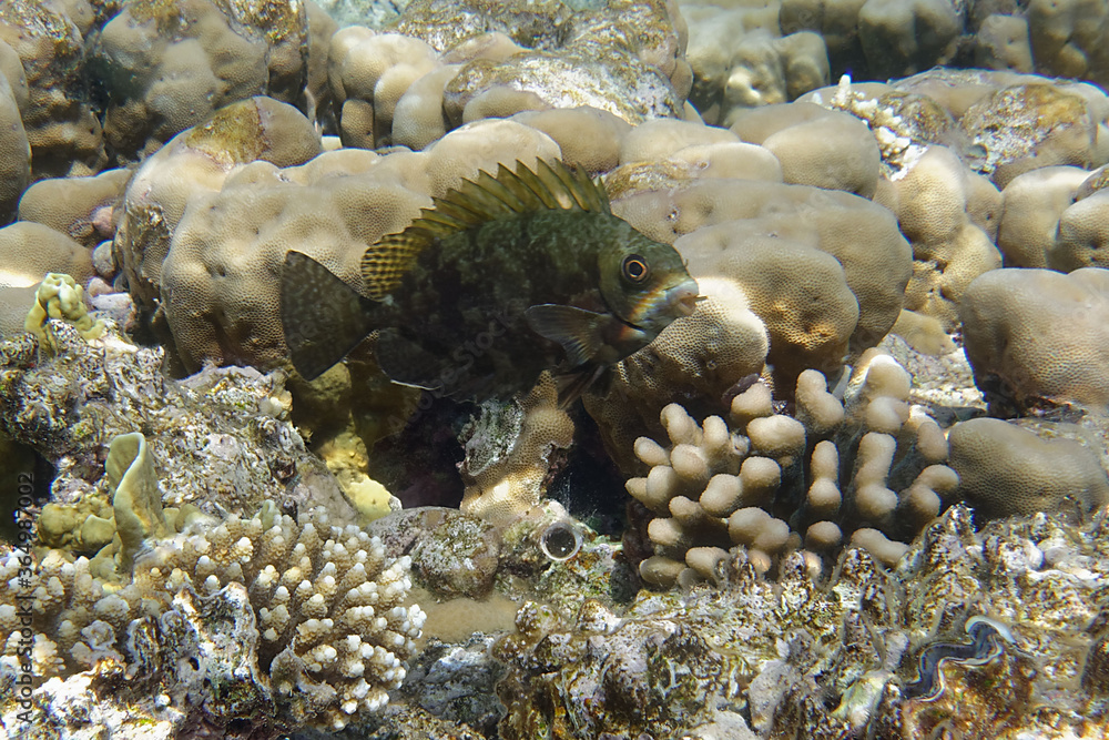Dusky Spinefoot Or Squaretail Rabbitfish Siganus Luridus In Red Sea Dusky Spinefoot Or Squaretail Rabbitfish Siganus Luridus In Red Sea
