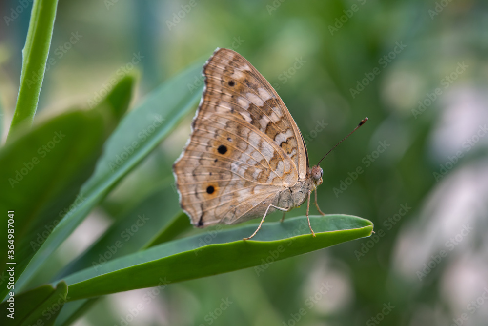 Fototapeta premium Lemon Pansy butterfly on leaf.