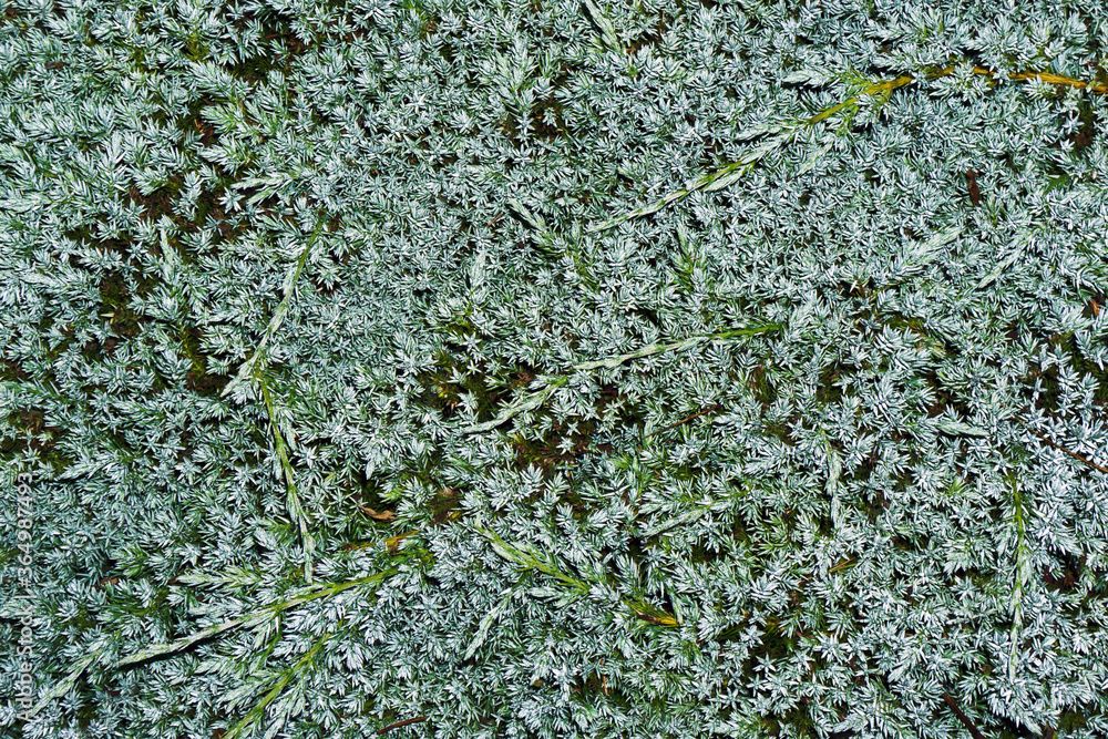 Coniferous bush texture. Blue star juniper shrub background. Dwarf confier silver color needle. Forest by night pattern. Coniferous bush texture. Blue star juniper shrub background. Dwarf confier silver color needle. Forest by night pattern.