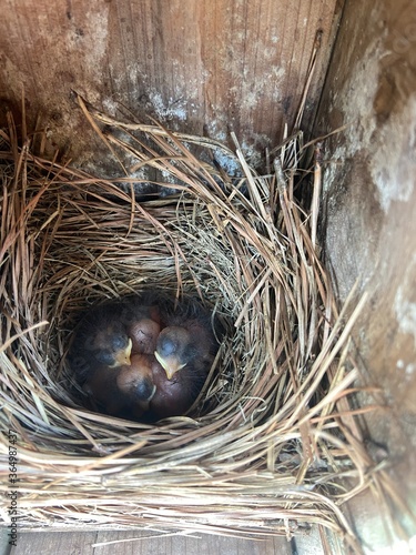 baby bird nest