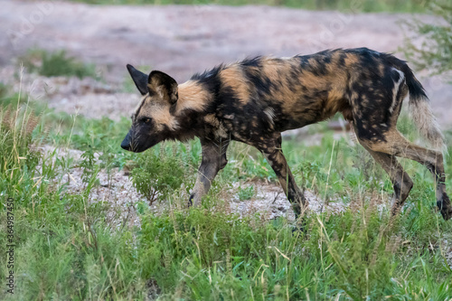 African wild dog (Lycaon pictus) in the Timbavati reserve, South Africa