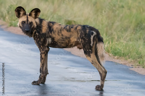 African wild dog (Lycaon pictus) in the Timbavati reserve, South Africa