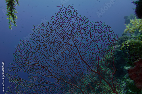 Giant sea fan (Annella mollis, formerly Subergorgia hicksoni) in Red Sea photo