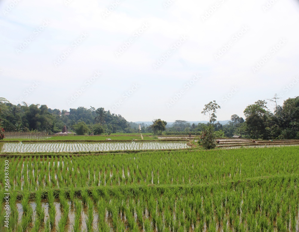 Fototapeta premium green field and blue sky