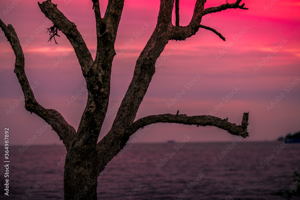 The abstract blurry background of the twilight light of the mangrove forest, with trees and cool natural breezes flowing. The abstract blurry background of the twilight light of the mangrove forest, with trees and cool natural breezes flowing.