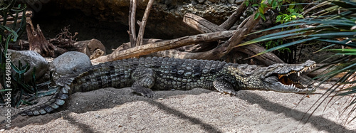 Nile crocodile on the sand in its enclosure. Latin name - Crocodylus niloticus