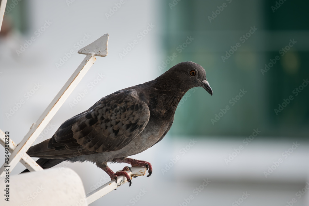 Obraz premium Close-up Pigeon Bird standing.
