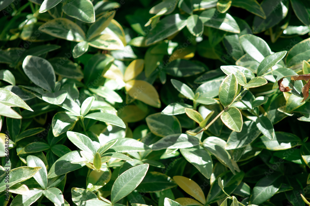 Obraz premium natural background of a wild green plant close up