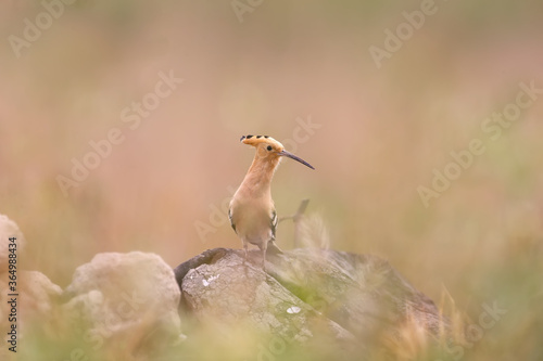 A close-up photograph of hoopoe on a blurry background in a natural habitat. Bright colors and soft sunlight.