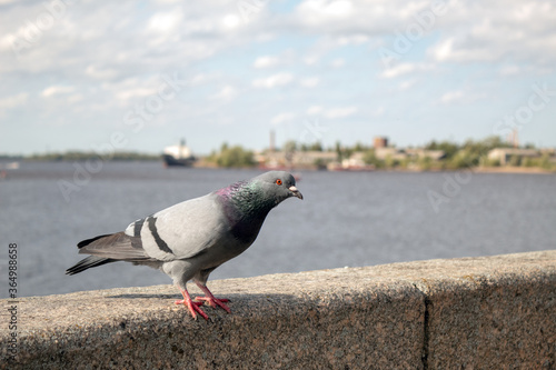 pigeon in the city