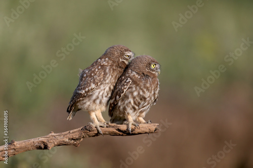 Adult birds and little owl chicks (Athene noctua) are photographed at close range closeup on a blurred background. 