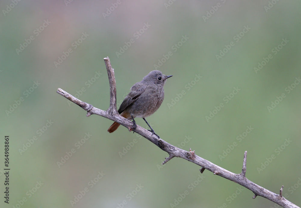 black redstart (Phoenicurus ochruros) photographed on a branch on a blurred background