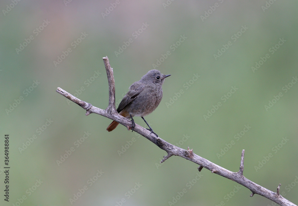 black redstart (Phoenicurus ochruros) photographed on a branch on a blurred background black redstart (Phoenicurus ochruros) photographed on a branch on a blurred background