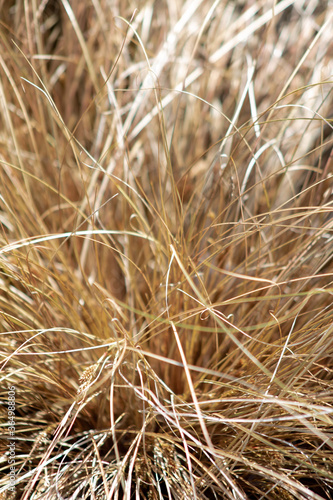 natural texture of dry grass