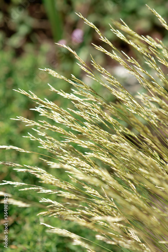natural background with spikelets of wild grass © eevlada