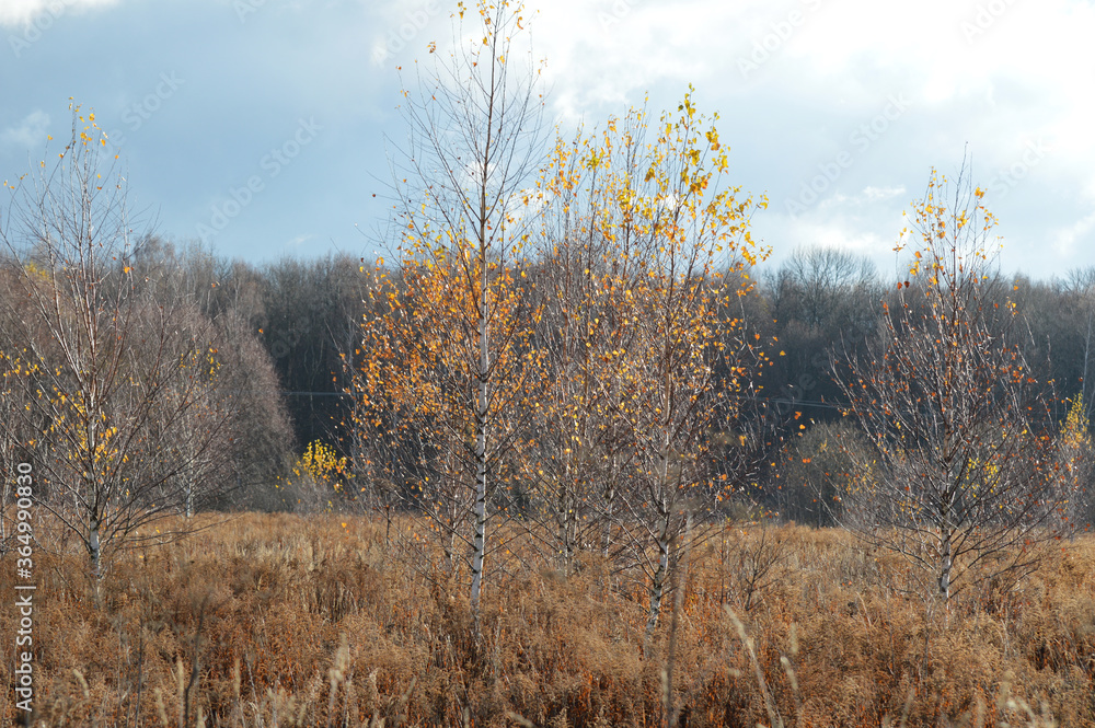 landscape in October