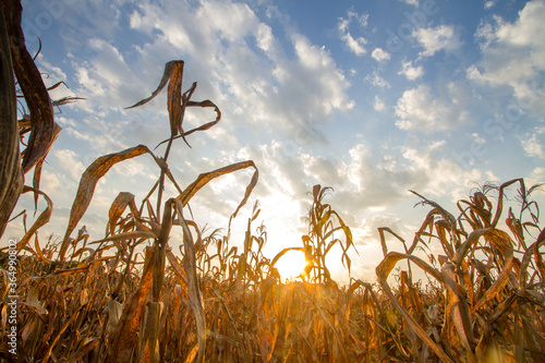 Billede på lærred Drought impact, Crops dead on summer cause of heat of extreme weather