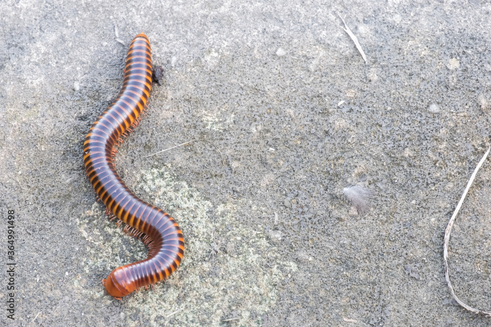 Millipedes on the floor in the garden. Millipedes on the floor in the garden.