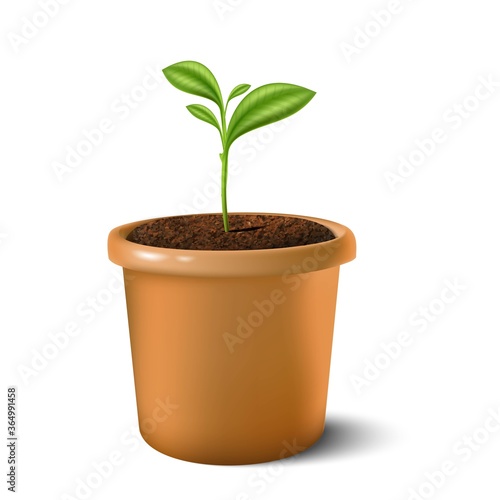 3d realistic vector icon illustration of small plant in the clay pot. Isolated on white background. 