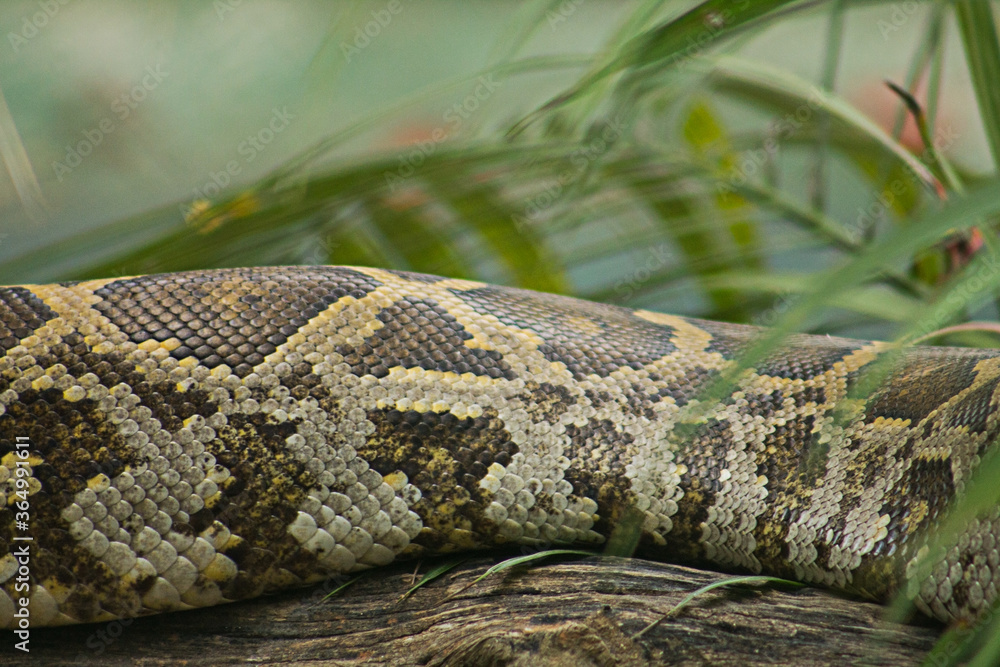 Obraz premium snake in the grass