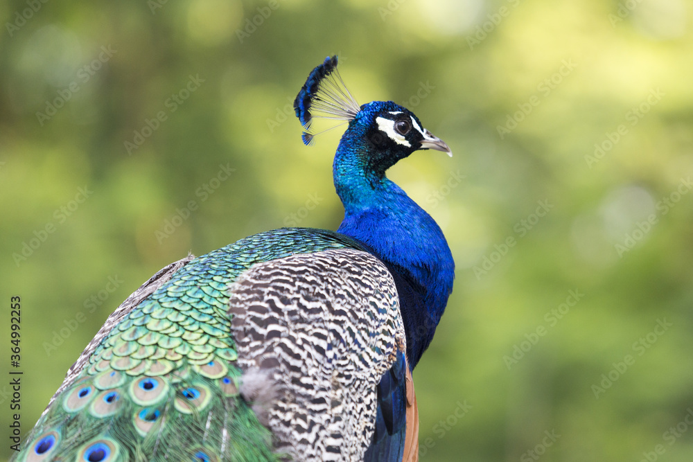 Vogel mit schöner farbiger Krone Vogel mit schöner farbiger Krone