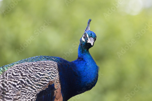 Pfau mit schönen farbigen federn photo