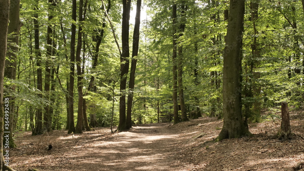 Fototapeta premium Wanderweg im Laubwald bei Bergen, Losheim