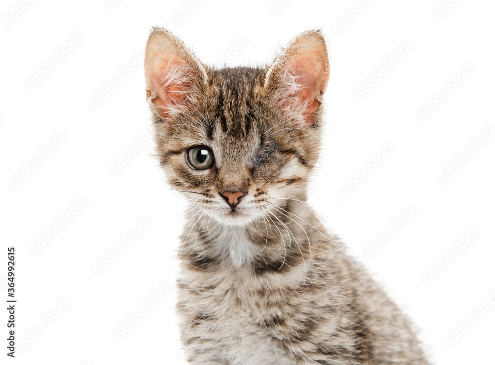 Beautiful striped fluffy kitten with one eye. Background is isolated.