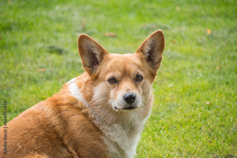 Close up of a Pembroke Welsh Corgi on the grass and looking curious into the camera. With a green blurry background.