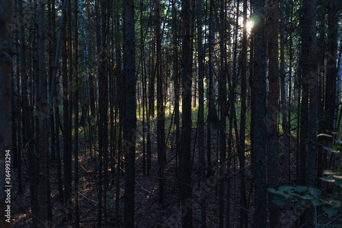 dark mysterious forest with bright sun through the trees. very dense gloomy forest