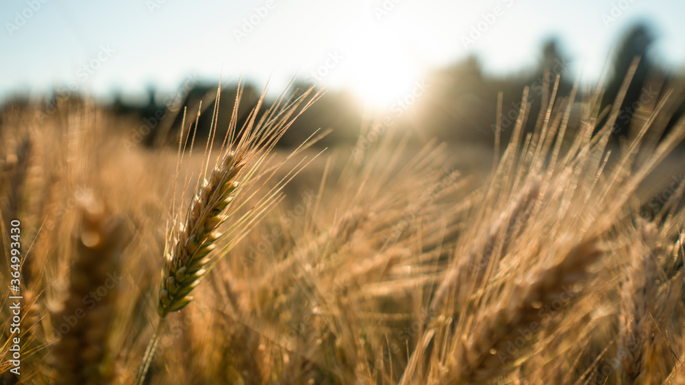 Wheatfield. Close up golden yellow ears of wheat in the sunset during harvest. Wheatfield. Close up golden yellow ears of wheat in the sunset during harvest.