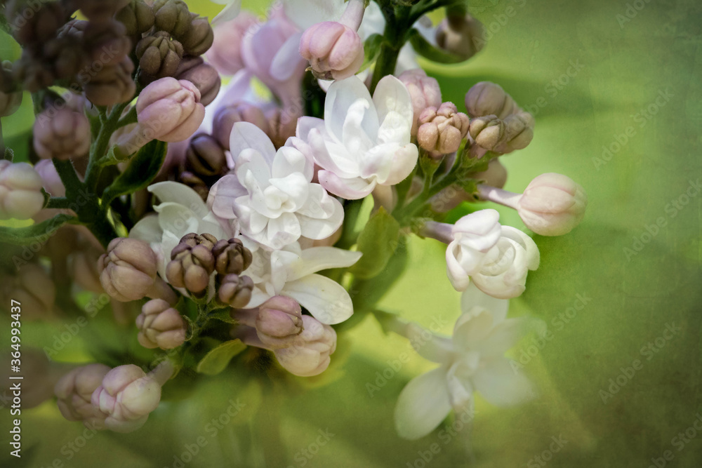 pink and white french lilac blossoms