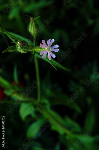 The flower of the Nottingham Flycatcher glows beautifully in the dark.