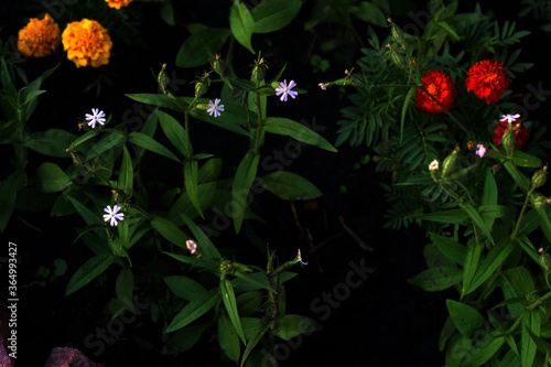 The flower bed in the evening glows beautifully in the dark.